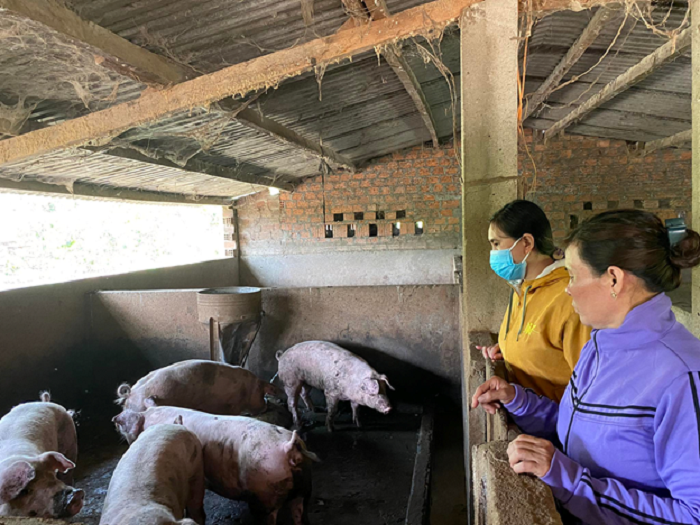 Thu nhập hơn 1 tỷ đồng từ chăn nuôi heo ở Cư Mốt
